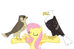 Size: 4500x3000 | Tagged: safe, artist:angel-the-bunny, imported from derpibooru, fluttershy, bald eagle, bird, eagle, falcon, pegasus, pony, may the best pet win, animal, eyes closed, female, mare, my little pony, peregrine falcon, simple background, spread wings, transparent background, vector, wings