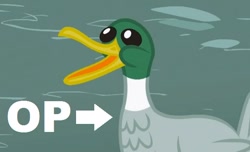 Size: 562x341 | Tagged: safe, edit, edited screencap, imported from ponybooru, screencap, bird, duck, may the best pet win, fag, op, op is a cuck, op is a duck reaction image, reaction image, solo