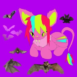 Size: 1080x1080 | Tagged: safe, artist:larvaecandy, imported from derpibooru, oc, oc only, bat pony, pony, bat pony oc, bat wings, big ears, colored pinnae, ear fluff, fangs, green eyes, leonine tail, lying down, ms paint, multicolored mane, multicolored tail, narrowed eyes, neck fluff, no mouth, purple background, saturated, simple background, slit pupils, solo, tail, wings