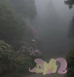 Size: 563x584 | Tagged: safe, artist:hionazzz, imported from derpibooru, part of a set, fluttershy, pegasus, pony, depressed, dirt road, flower, fog, foliage, forest, green background, grimace, irl, looking up, nature, ominous, photo, photography, real life background, scared, simple background, solo, tree