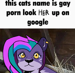 Size: 640x627 | Tagged: safe, imported from derpibooru, allura, allura cat meme, g5, meme, ponified meme, solo