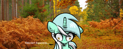 Size: 1500x600 | Tagged: safe, artist:scandianon, imported from derpibooru, lyra heartstrings, pony, unicorn, 4chan, autumn, female, fisheye lens, floppy ears, foliage, forest, forest background, horn, irl, kubrick stare, leaves, looking down, mare, nature, outdoors, photo, photography, pinpoint eyes, ponies in real life, real life background, scenery, shocked, shocked expression, shrunken pupils, solo, speech bubble, talking, talking to herself, text, text bubbles, tree