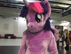 Size: 1600x1200 | Tagged: safe, artist:atalonthedeer, artist:giovannimagnus, imported from derpibooru, twilight sparkle, alicorn, 2016, bust, eurofurence, fursuit, indoors, irl, photo, ponysuit, portrait, solo focus, twilight sparkle (alicorn)