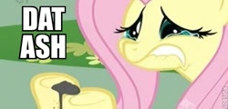 Size: 519x250 | Tagged: safe, edit, edited screencap, imported from twibooru, screencap, fluttershy, philomena, pegasus, pony, a bird in the hoof, ash, caption, female, image, image macro, mare, needs more jpeg, teary eyes, text