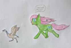 Size: 3328x2268 | Tagged: safe, artist:seiratempest, imported from derpibooru, oc, oc:butterfly harmony, bird, butterfly, earth pony, goose, pony, atg 2024, blue eyes, colored pencils, drawing, newbie artist training grounds, pink mane, traditional art