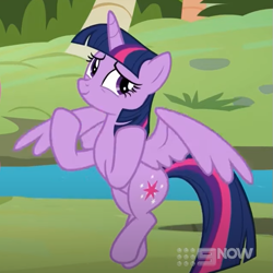 Size: 639x638 | Tagged: safe, imported from derpibooru, screencap, twilight sparkle, alicorn, pony, memnagerie, spoiler:memnagerie, 9now, cropped, flying, my little pony: friendship is forever, smiling, solo, twilight sparkle (alicorn)