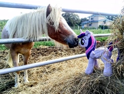 Size: 2048x1547 | Tagged: safe, imported from derpibooru, photographer:pakapaka1993, twilight sparkle, alicorn, horse, pony, duo, hay, horse-pony interaction, irl, irl horse, photo, plushie, twilight sparkle (alicorn), twilight sparkle plushie