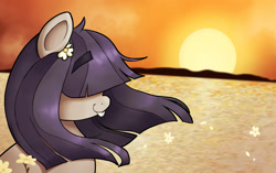 Size: 3073x1935 | Tagged: safe, artist:shychamomile, imported from derpibooru, oc, oc only, oc:dot matrix, earth pony, pony, bucktooth, complex background, female, flower, flower field, flower in hair, hair over eyes, mare, scenery, solo, sunset, wind, windswept mane