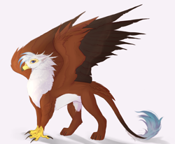 Size: 2428x2000 | Tagged: safe, artist:vitani, imported from derpibooru, oc, oc only, griffon, concave belly, leonine tail, simple background, solo, spread wings, tail, white background, wings