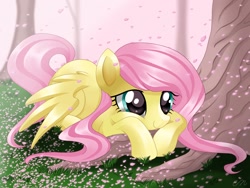 Size: 2048x1536 | Tagged: safe, artist:sunshineshiny, imported from derpibooru, fluttershy, pegasus, pony, cherry blossoms, cute, female, flower, flower blossom, lying down, mare, prone, shyabetes, solo, tree