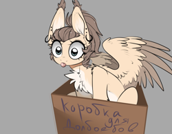 Size: 4093x3183 | Tagged: safe, artist:drakeka, imported from derpibooru, oc, oc only, oc:dima, pegasus, pony, box, solo