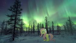 Size: 1772x997 | Tagged: safe, artist:cloudy glow, artist:slavaboobrony, imported from derpibooru, fluttershy, pegasus, pony, aurora borealis, butt, clothes, earmuffs, female, flutterbutt, folded wings, irl, mare, my little pony, night, novy urengoy, photo, plot, ponies in real life, russia, scenery, siberia, snow, solo, sweater, sweatershy, tree, wings, winter outfit, yamalo nenets autonomous okrug