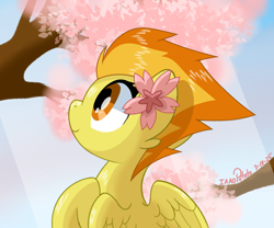 Size: 1800x1500 | Tagged: safe, artist:notadeliciouspotato, imported from derpibooru, spitfire, pegasus, pony, bust, cherry blossoms, crepuscular rays, female, flower, flower blossom, flower on ear, happy, looking up, mare, signature, sky, smiling, solo, spread wings, tree, wings