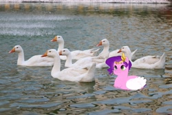 Size: 4096x2731 | Tagged: safe, artist:aztrial, edit, editor:rivin177, imported from derpibooru, pipp petals, bird, goose, pegasus, pony, :3, adorapipp, animal, closed mouth, colored wings, cute, feathered wings, female, folded wings, g5, irl, lying down, mare, meme, outdoors, pegaduck, photo, ponyloaf, prone, smiling, solo focus, swimming, three quarter view, water, white wings, wings