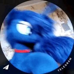 Size: 384x384 | Tagged: safe, artist:egogosha125, imported from derpibooru, princess luna, original species, plush pony, pony, dancing, music, plushie, pony dance, video